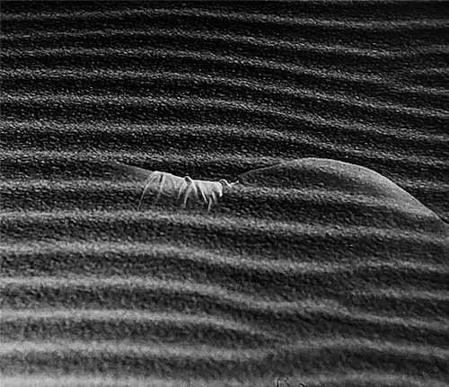 netals: Woman in the Dunes ‘砂の女’  1964 · dir. Hiroshi