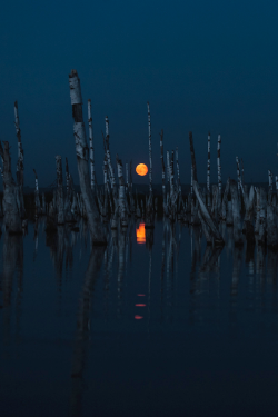 expressions-of-nature:  Ghosts of Dead Wood | marateaman 