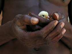 fotojournalismus:    Senegal | Olivier Föllmi