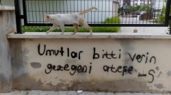 sokaktakiduvar:  Mersin/Mezitli