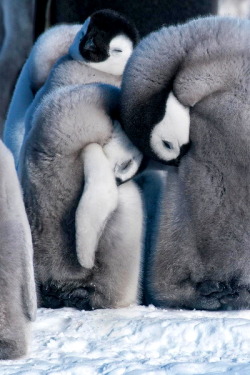 earthdaily:  We are family by Jane Dagnall 
