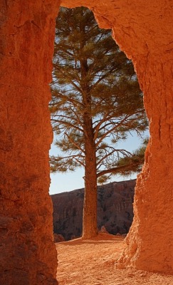 maya47000:  Natural framing by Tammy M. Anderson 