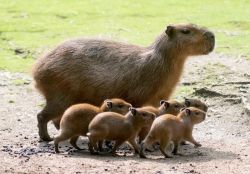 rakshar:  daily-biology:The Capybara, a large rodent native to