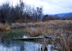 chrislatray:  Evening Saunter at The Slough 11/13/2013  Frenchtown,