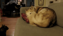 gifsboom:  Cat gets comfortable on a husky bed.[video]  This