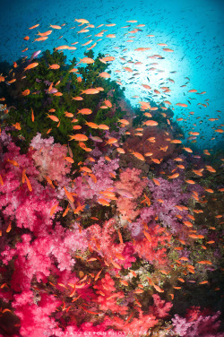 renamonkalou:  Fiji soft coral