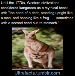 ultrafacts:  This description of the kangaroo from the early