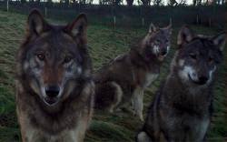 wolveswolves:  “When you accidentally stand together in front