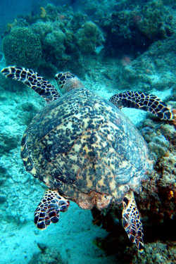 tulipnight:  Green Turtle by p@ragon on Flickr. 