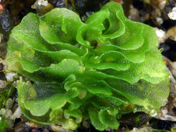 oakapples:  Three of my favourite British liverworts: Petalwort,