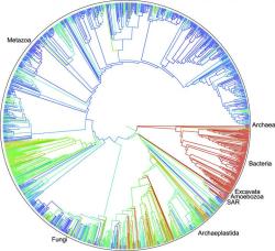 jtotheizzoe:  A Tree of Life For 2.3 MILLION Species! This week,