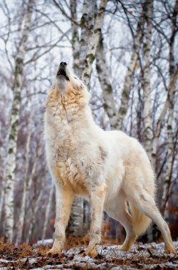 funkysafari:  Wolf  by jackijustpienta  