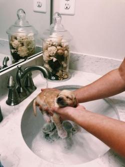 awwcutepets: Tiny good boy getting a clean