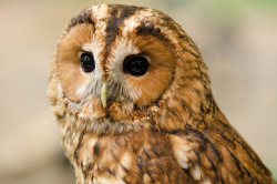 cloudyowl:  Tawny Owl by exposuretolight 