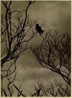 nemfrog:  Dark sky,  a rook in a tree. The pageant of nature.