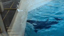 sixpenceee:  Karia, a killer whale at SeaWorld San Diego, has