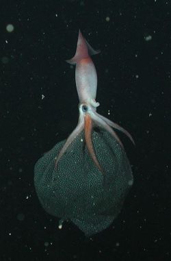 congenitaldisease:  The squid, gonatus onyx, carries her brood