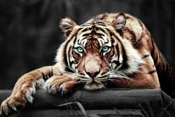 awesomeagu:  Tiger