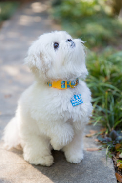 Treat your best fur buddy with Adventure Time doggie collars