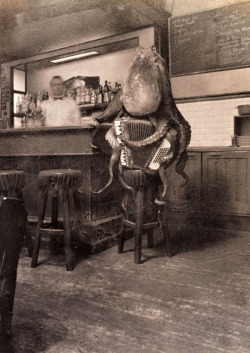 Simon Warmer - Octopus Playing Accordion