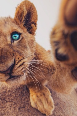 portuguese-birdie:  #lion #blueeyes #cute #fluffy