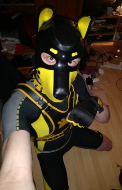 pup-rolo:  Puppy is back in lycra! *wrufff!* I just love that