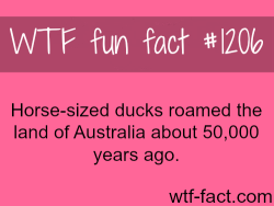 wtf-fun-facts:    Horse-sized ducks MORE OF WTF FACTS are coming