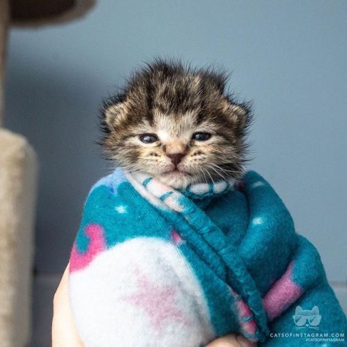 catsofinstagram:  From @windycityfosters: “This is Starlight!