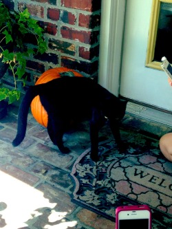 Black cat startied coming to our house just in time for Halloween
