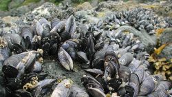 currentsinbiology:   Contagious cancer found in clams and mussels