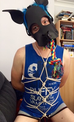 scoutpupp:  Sir made a basic harness after seeing me reblog one