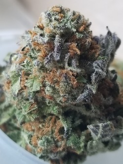 drussexandhairlesscats:Purple Dragon indica-dominant hybrid (Blue