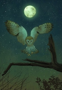 hajandrade:    Night Owl by Sophie Eves  