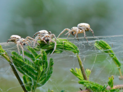 adorablespiders:  Colonial Spiders Stegodyphus dumicolaimage