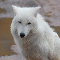 lonestray:  Arctic wolf by Greg Weir