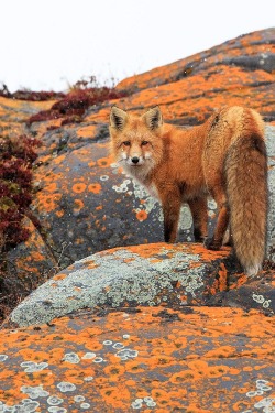 ponderation:  Red Fox by Jason Savage 