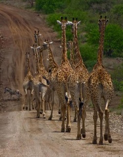 Outta the way, zebra … road hogs comin’ through