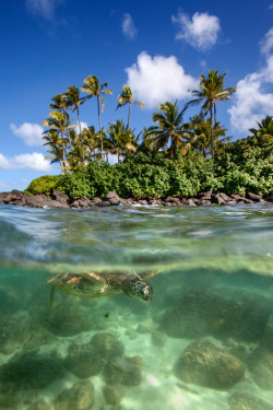 flowerling:  Green Sea Turtle - North Shore (Oahu), Hawaii (by