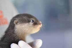 zooborns:  Long-awaited Otter Pups Born at Taronga Zoo  Keepers