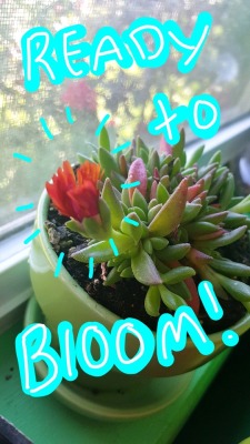 nonbinary-imp:  my Snapchat is all plants today 🌱🏵