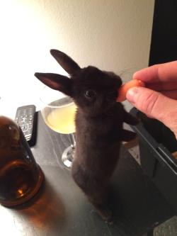 awwww-cute:  Tiny bunny stuffing himself with a baby carrot 