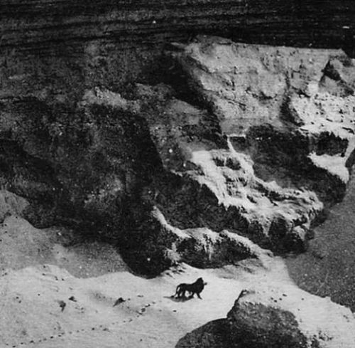 This is a 1925 photo of possibly the last Barbary lion in the