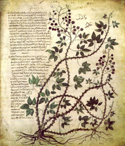 myimaginarybrooklyn:  A bramble, from the illuminated Byzantine