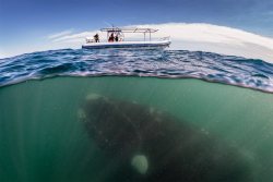 iwanttobeafirefly:  best-of-imgur:  Awesome shot of a whale underwater.http://best-of-imgur.tumblr.com