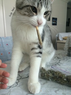 double-baked:  Stoner kitty wake n’ bake 