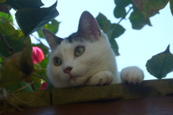 catsbeaversandducks:  Tilda, my sweet girl.Photos by ©Cats,