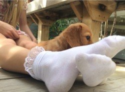 flowury:the puppy was hiding behind greers frilly socks   So
