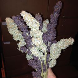 weedporndaily:  💐📟📊🔞 a bouquet worth keeping by @eastcoasterdam