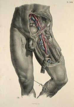 Dissection of the pelvis, groin and thigh to show the iliac and