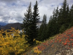 madgt: Autumn colors on today’s hike. 